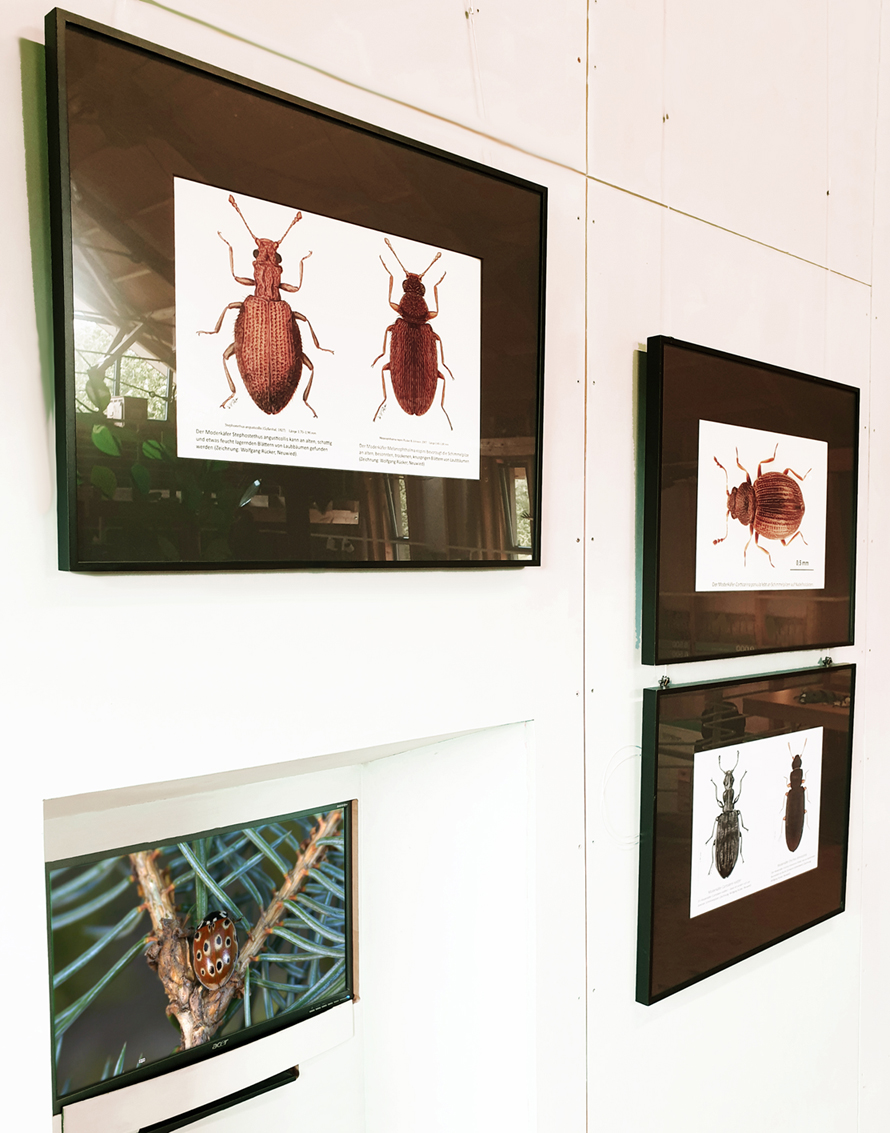 Zeichnungen und Film über Käfer
